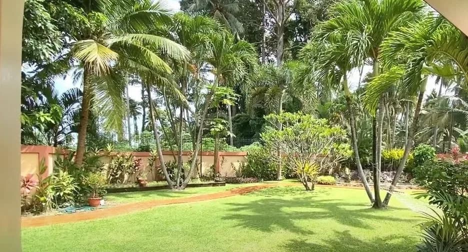 PM Coco Palm